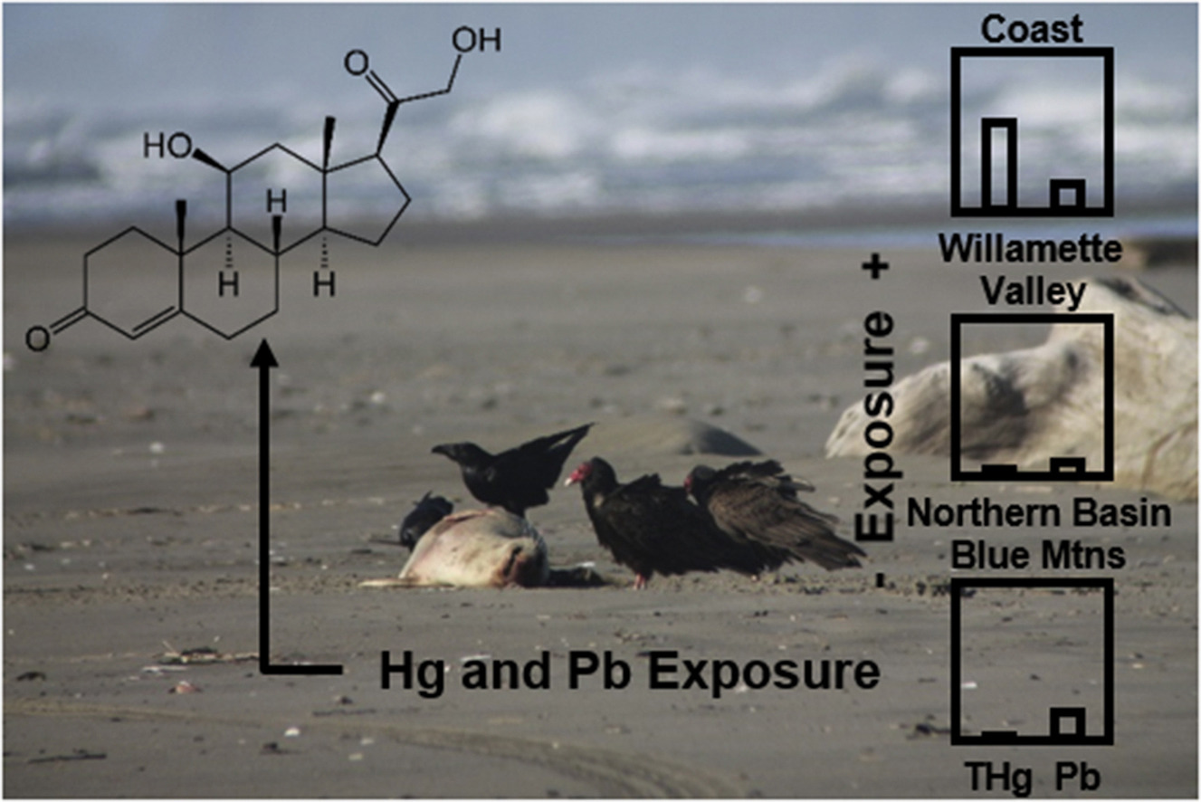 Herring mercury article graphical abstract U.S. Geological Survey
